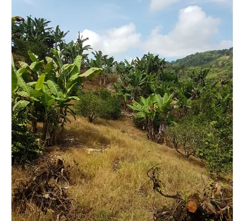 Vendo Finca Por El Trebol 7,5 Has (11,5 Cuadras) Chinchina
