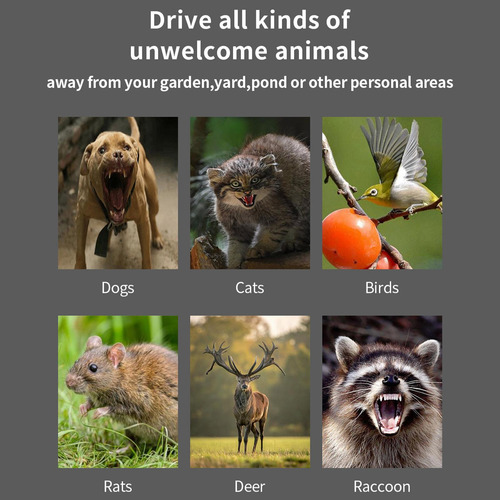 De Animales, De Solares, De Pájaros Y