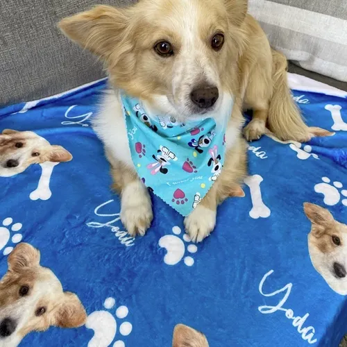 Perrito con online cobija