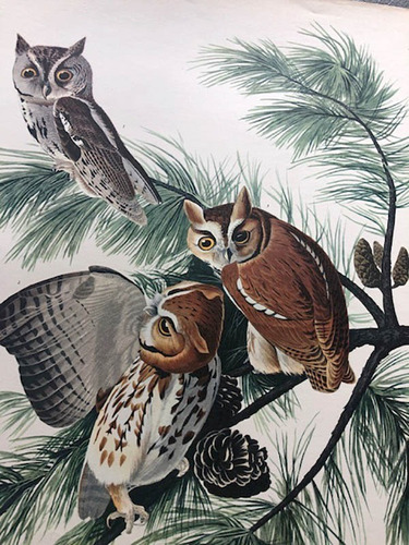 Antigua Lamina The Audubon Folio - Screech Owl - Buhos