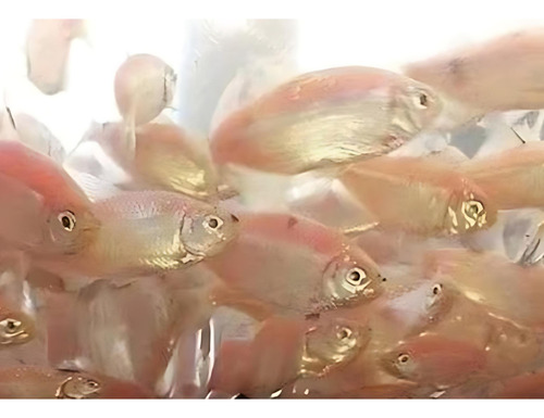100 Alevinos De Lambari Rosa 3 A 4 Cm - Consulte Frete