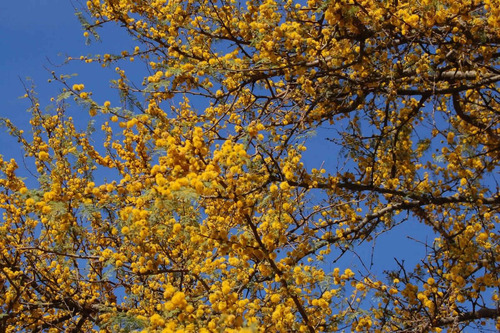 Espinillo Vachellia Caven Árbol Nativo