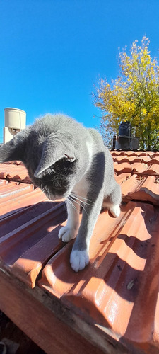 Urgente La Plata Caba Zona Sur Gatito 4 Meses Adopción 