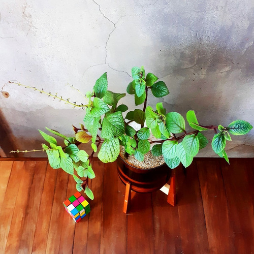 Plectranthus Ciliatus Little Terrario 16 The Little Yisus
