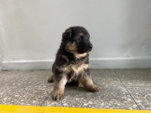 Imagen 1 de 3 de Pastor Aleman Cachorro Mascotas Rionegro Medellín Bogota
