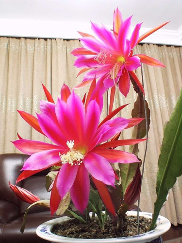 Flor Cacto Orquidea Nopalxochia - Mix 10 Sementes Epiphyllum | MercadoLivre