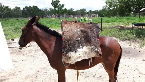 Essa aqui NÃO é Panc!! É o arrebenta cavalo, mata burro, gigoia