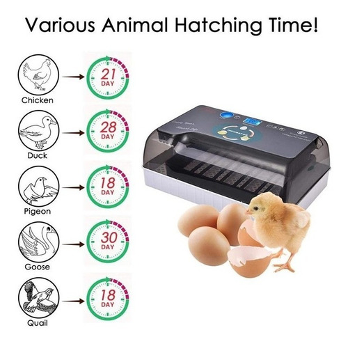 Imagen 6 de 10 de Incubadora De 12 Huevos Full Automatica, Gallina Codorniz
