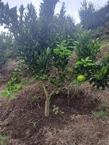 Finca En Venta