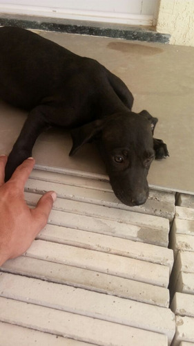 Cachorro Weimaraner