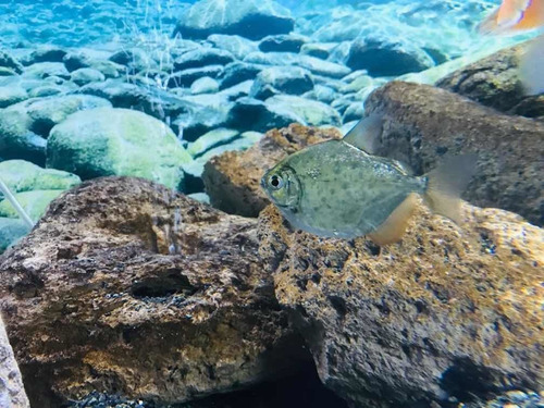 Acuario Pecera Completo