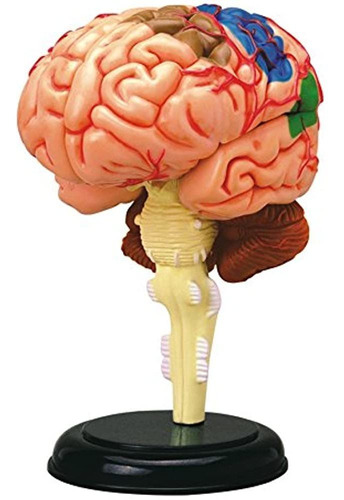 Modelo De Cerebro De Anatomia Tedco 4d