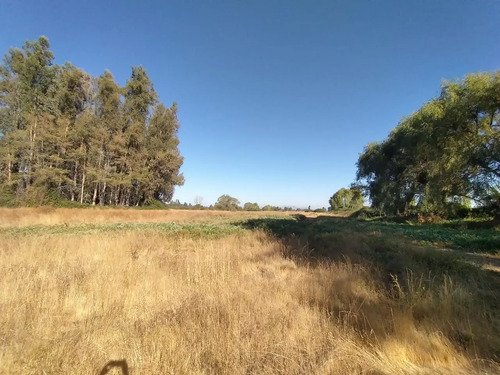 Terreno Agrícola En Venta, Campo De 60 Ha, Teno