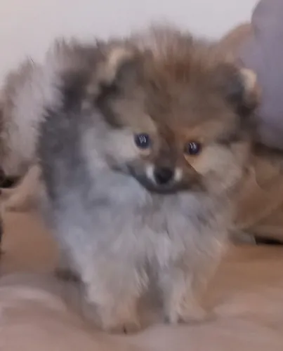 comprar Pomerania