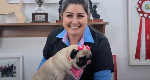 Curso Banho E Remoção De Pelos Mortos  Em Pug