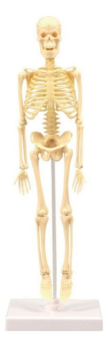 Modelo Anatómico Esqueleto Humano 35 Cm