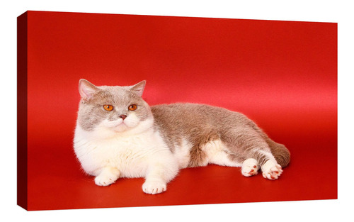 Cuadro Decorativo Canvas Moderno Gato Mascota Hogar B Color Gato Mascota Hogar 63 Armazón Natural