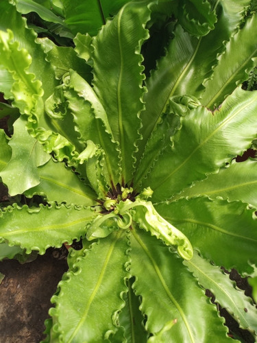Imagen 3 de 3 de Asplenium Nidus L. Helecho Nido De Pájaro M30