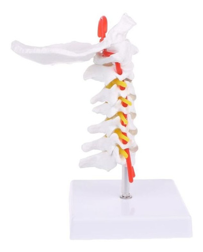 Vértebra Cervical Arteria Espinal Nervos Espinais Modificaçã
