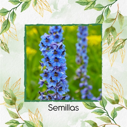 1.500 Semillas Flor Delphinium Ajacis + Obs Germinación