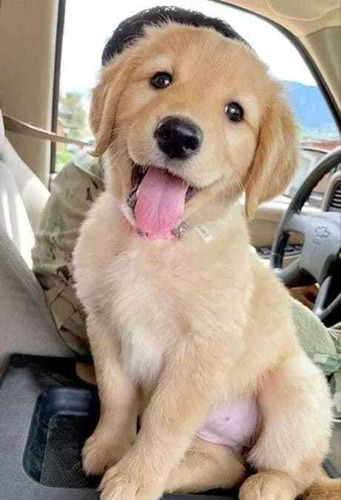 Golden Retriever Cachorros Hermosos