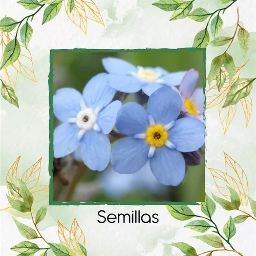 25 Semillas De Flor No Me Olvides Azul + Obseq Germinación