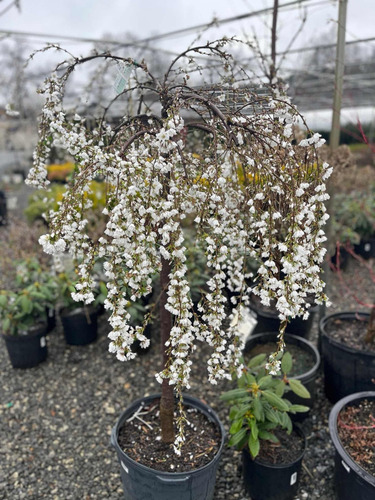 2 Cerezos Llorones Grandes Rosa Y Blanco 1.80 M