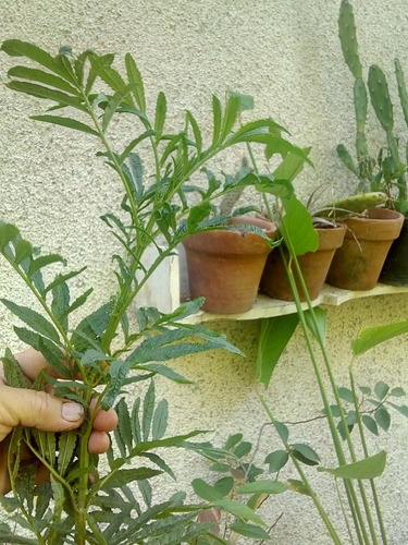 100 Sem. Huacatay Y Porophylum  Medicinal. Aromática,nativa,