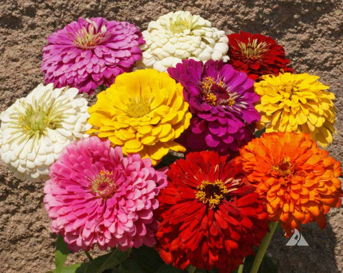 50 Sementes De Zinnia Flor De Dahlia Sortidas