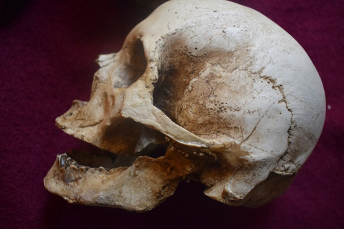 Artesanía Cráneo Humano Calavera Realista Skull En Yeso