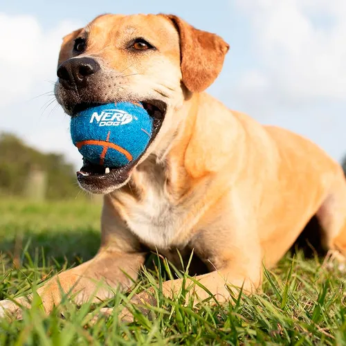 Nerf Pelotas Tenis Para Perro X4 6 Cm Diseños - Vaj
