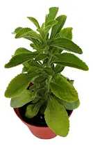 Comprar Planta Vita Natura Stevia Fluid
