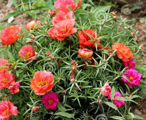 10.000 Mil Sementes Flor Onze Horas Portulacas Dobradas | Parcelamento sem  juros