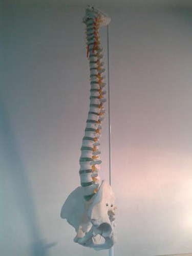 Columna Vertebral Réplica Pvc Didactica Medicina Tamaño Real