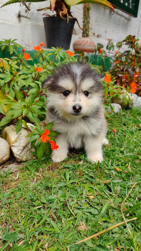 Cachorro Pomsky Pura Raza Medellín Animal Pets Colombia 