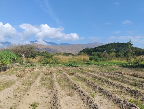 Terreno De 53.000 M2 En Yagua Sector El Limón Vía