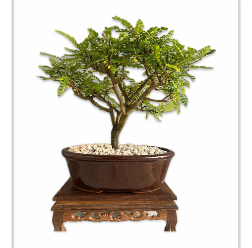 Bonsai Planta Osteomeles 15 Años Maceta De Ceramica N4