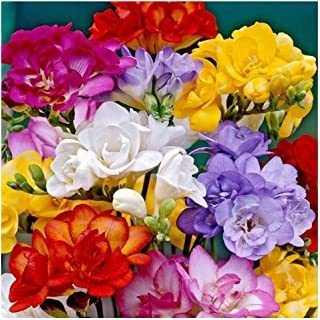 10 Freesias Mixtas Dobles