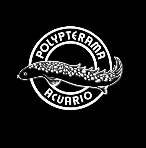 Pez Dragón Bichir Polypterus Delhezi - Peces Tropicales