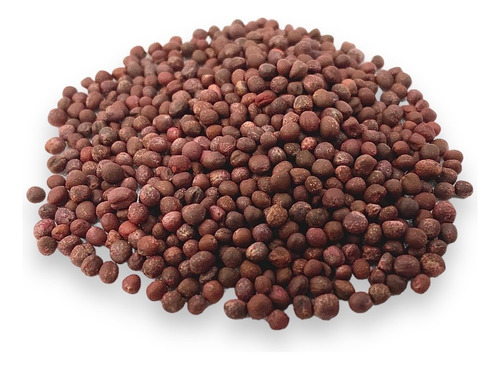 Semillas De Col Morada. Cultivo Agrícola