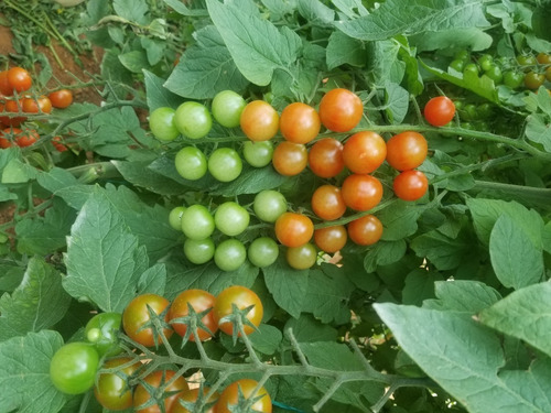 Imagen 1 de 2 de Tomate Cherry Al Por Mayor