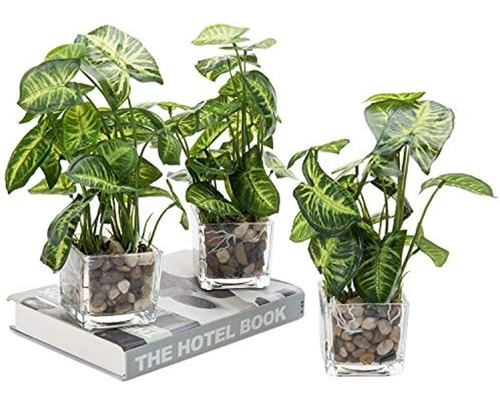 Mygift Plantas De Taro Artificiales En Jarron Transparente