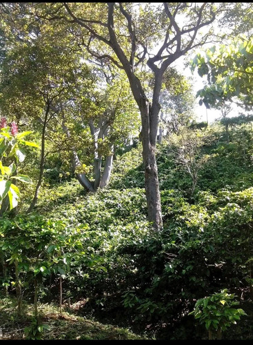 Imagen 5 de 30 de Se Vende Finca De 154 Manzanas