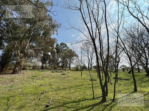 Imagen 9 de 29 de Campo - General Mansilla