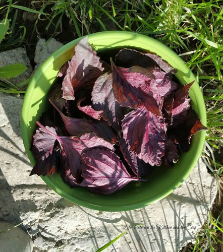 Perilla Shiso Mix - Roxa E Verde - Baby Leaf - 40 Sementes