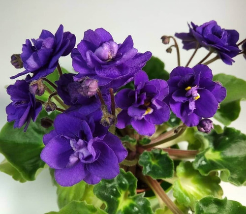 Fertilizante Violetas Forth - 60ml - Floração E Coloração