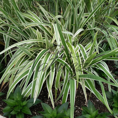 Planta De Dianella O Dianela Ideal Para Decoración Natureza