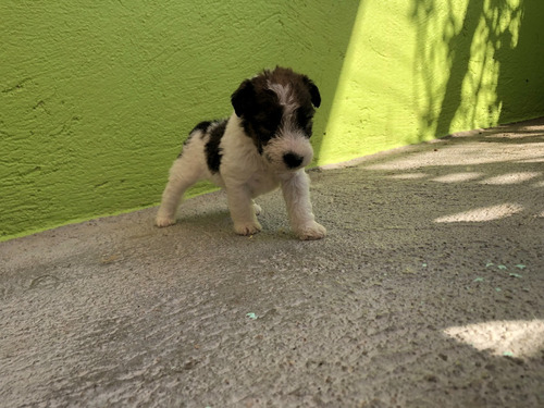 Venta De Cachorro Fox Terrier  