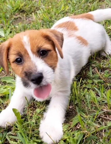 Jack Russell Cachorros