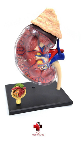 Modelo Do Corpo Humano - Rim / Sistema Renal - 4d Mastermed